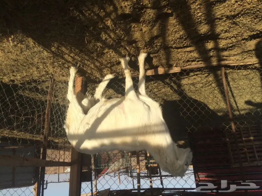 فحل - فحـــل حــــــري 