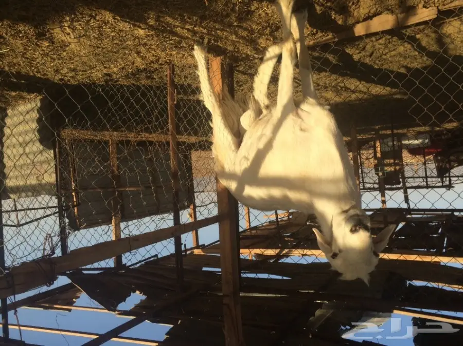 فحل - فحـــل حــــــري  (image 1)