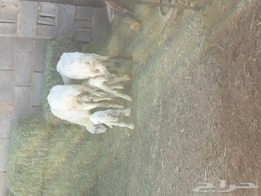 للبيع نعجتين ولد 