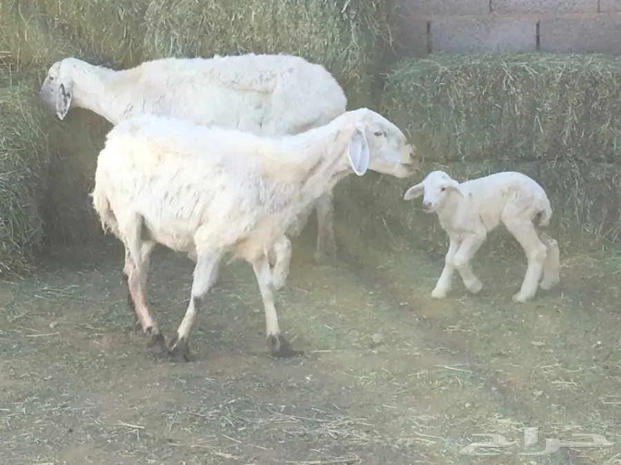للبيع نعجتين ولد  (image 1)