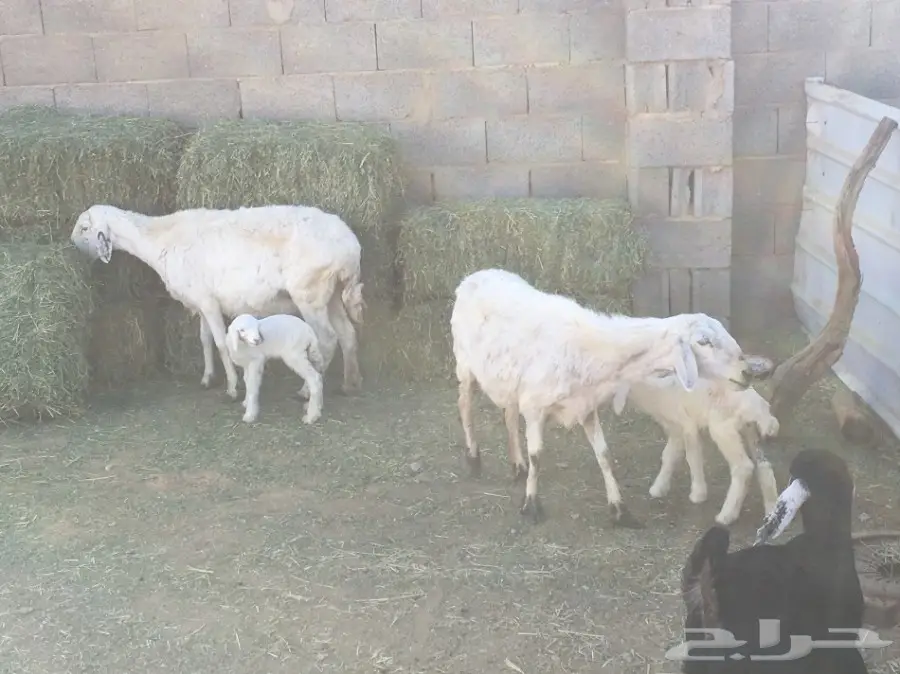 للبيع نعجتين ولد  (image 2)