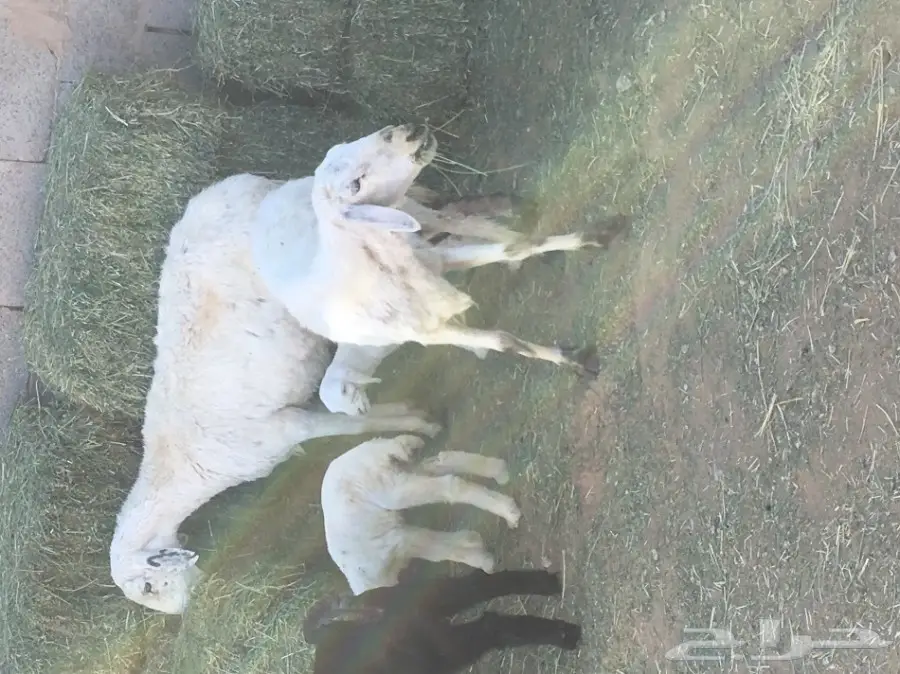 للبيع نعجتين ولد  (image 3)