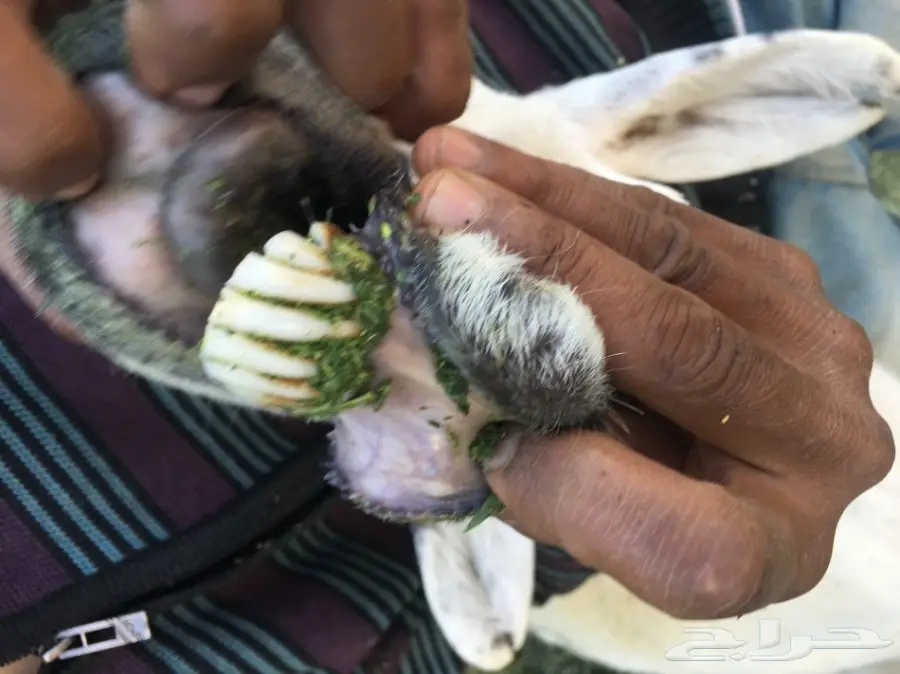 للبيع نعجتين ولد  (image 4)