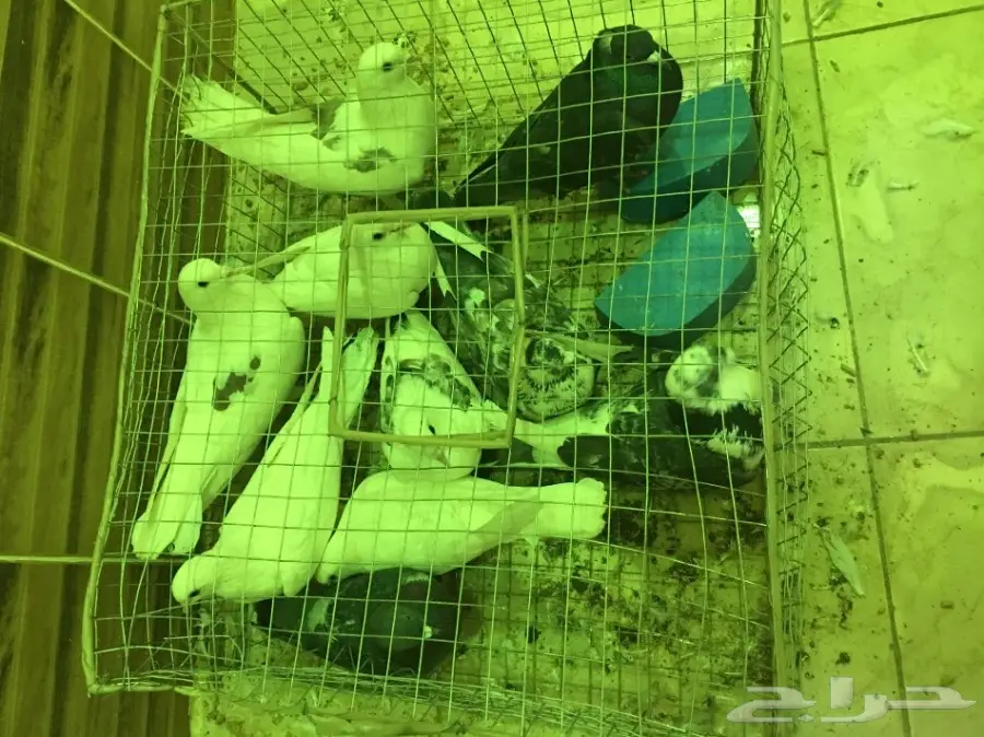 بيعه سريه ومستعجله وسماح البيع 