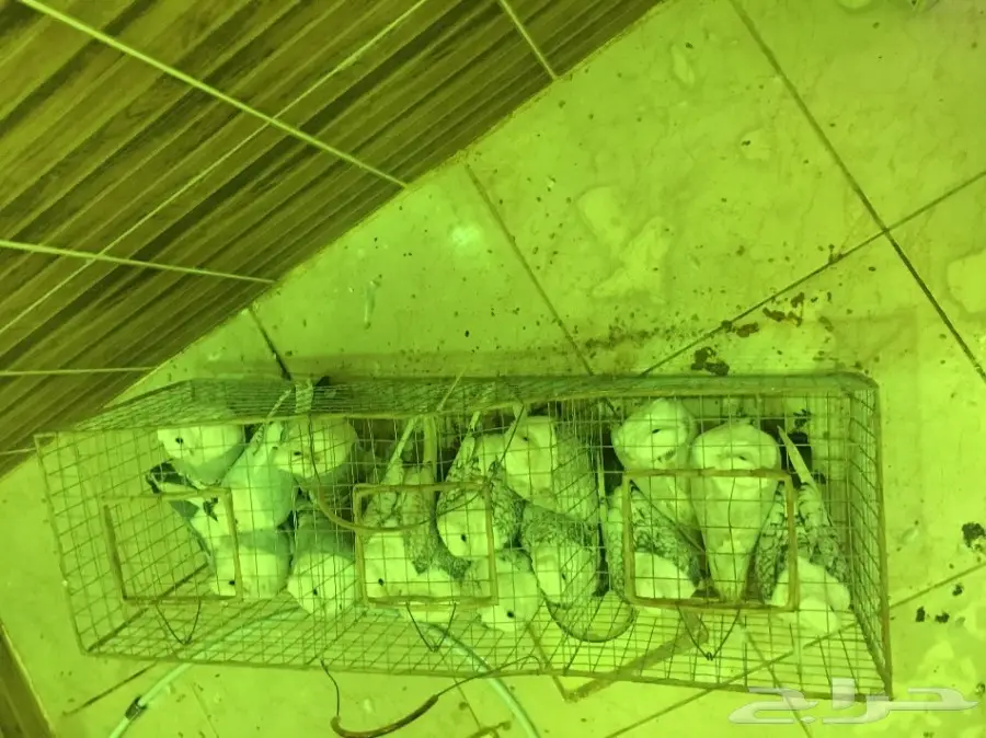 بيعه سريه ومستعجله وسماح البيع  (image 1)