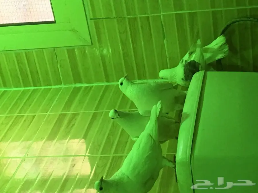 بيعه سريه ومستعجله وسماح البيع  (image 2)