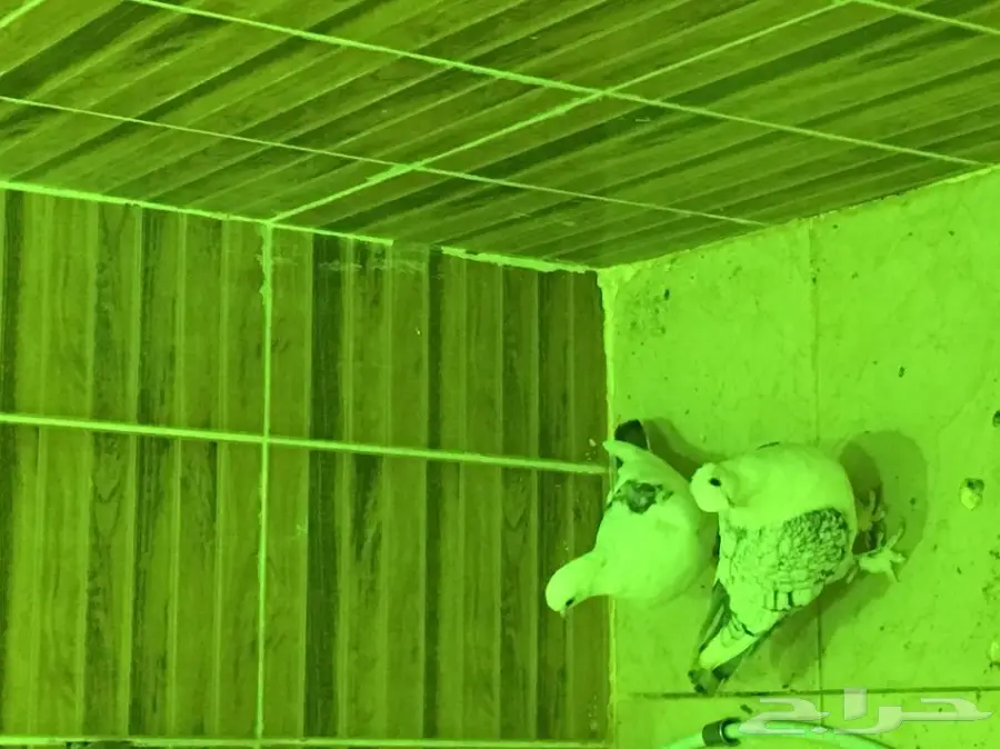 بيعه سريه ومستعجله وسماح البيع  (image 3)