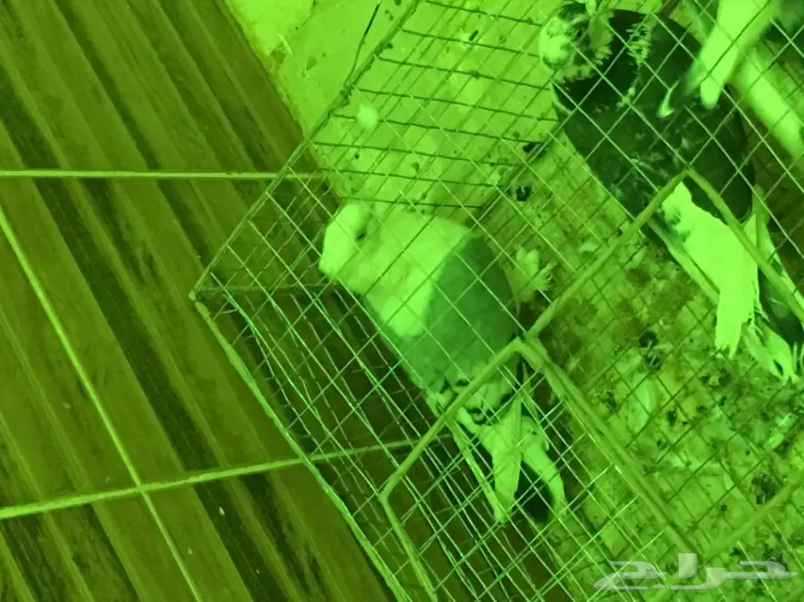 بيعه سريه ومستعجله وسماح البيع  (image 4)