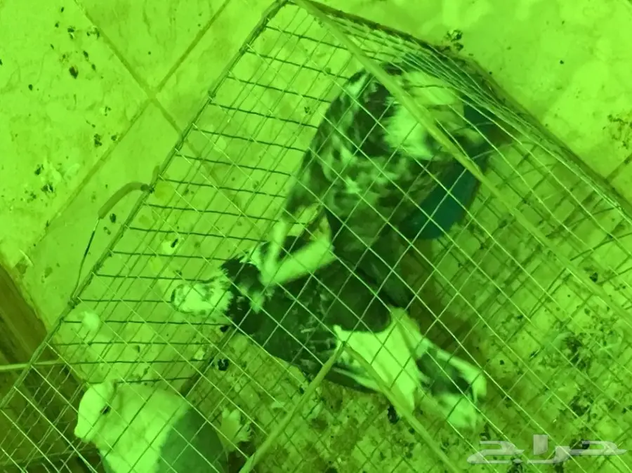 بيعه سريه ومستعجله وسماح البيع  (image 5)