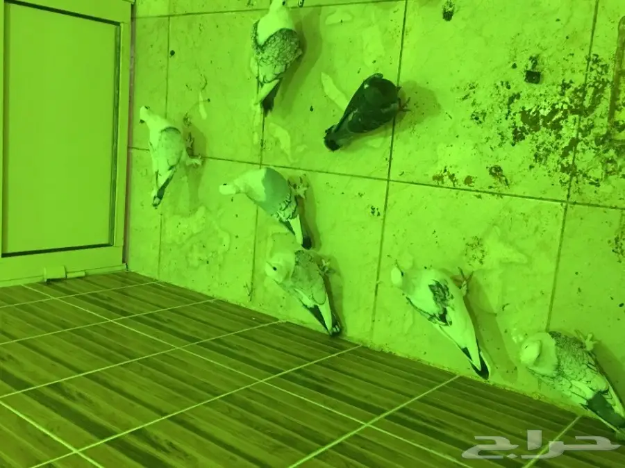 بيعه سريه ومستعجله وسماح البيع  (image 6)