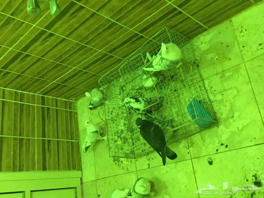 بيعه سريه ومستعجله وسماح البيع  (image 7)