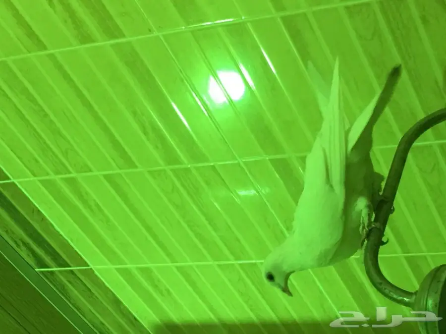 بيعه سريه ومستعجله وسماح البيع  (image 8)