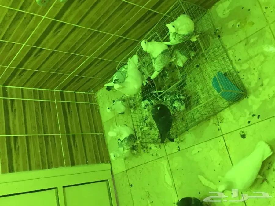 بيعه سريه ومستعجله وسماح البيع  (image 10)