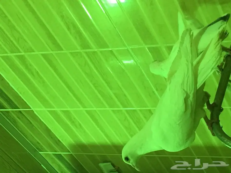 بيعه سريه ومستعجله وسماح البيع  (image 11)