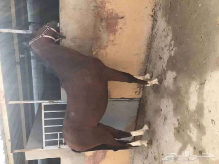 مهر عربي اصيل خط  فرنسي سرعة (image 5)