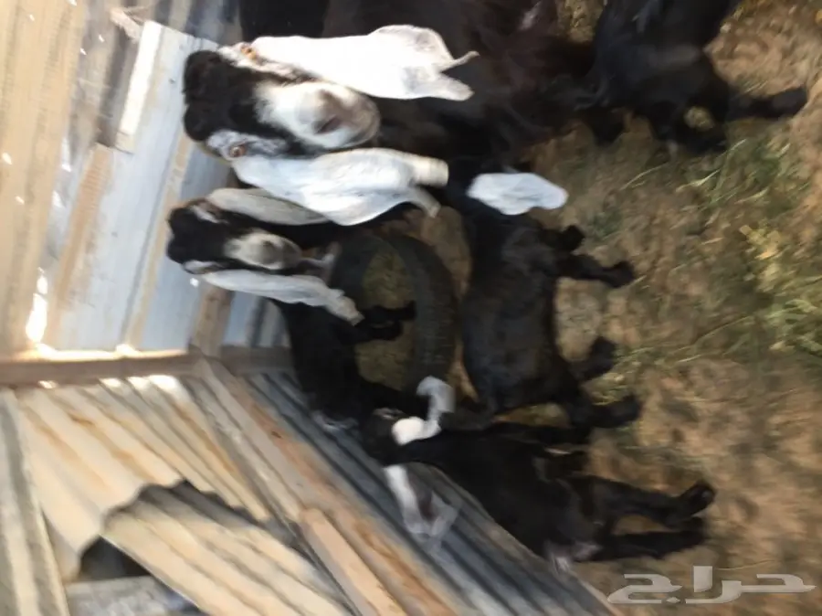 رغايث عوارض 