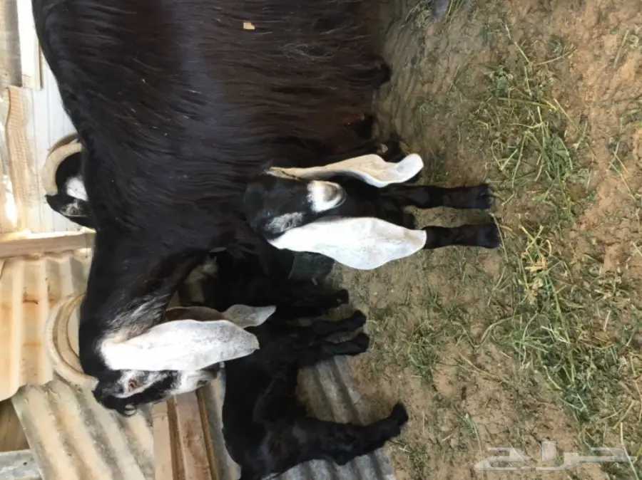 رغايث عوارض  (image 1)