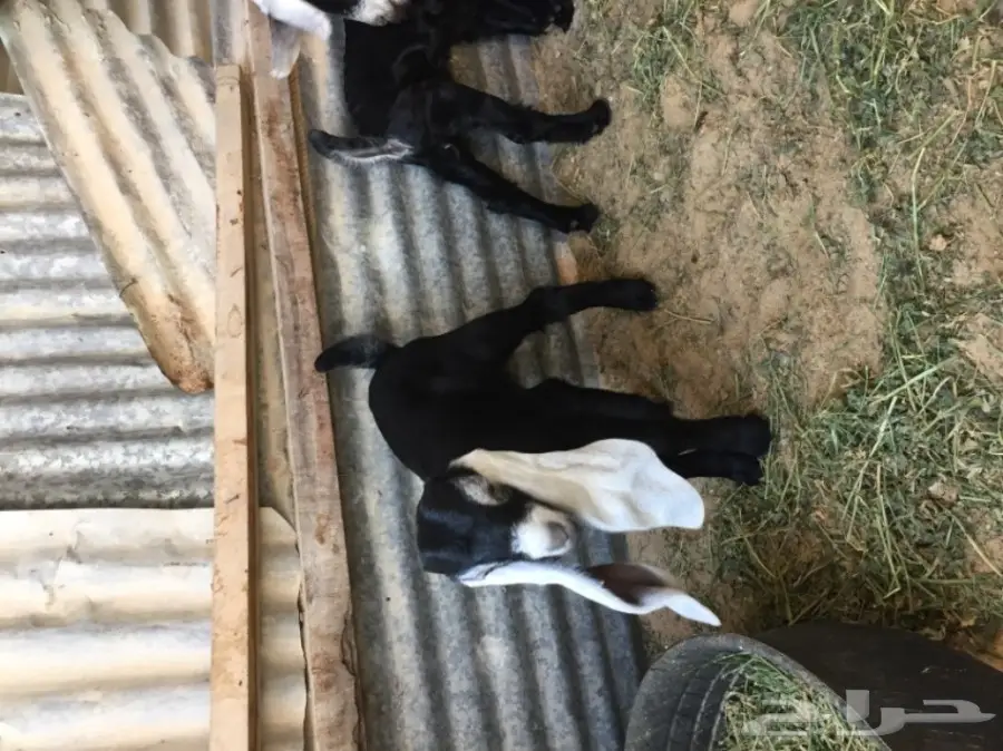 رغايث عوارض  (image 2)