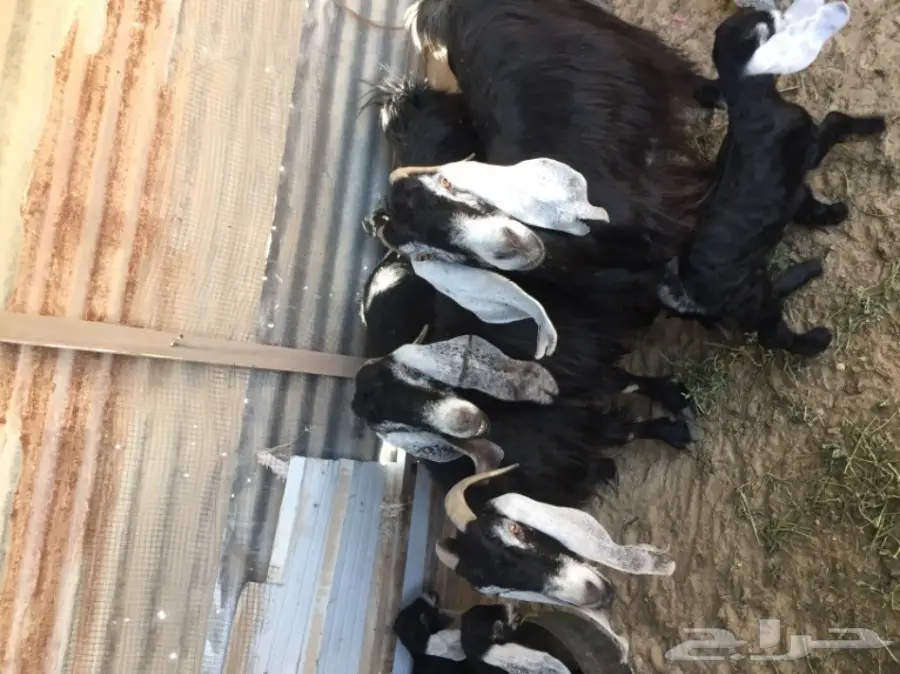 رغايث عوارض  (image 3)