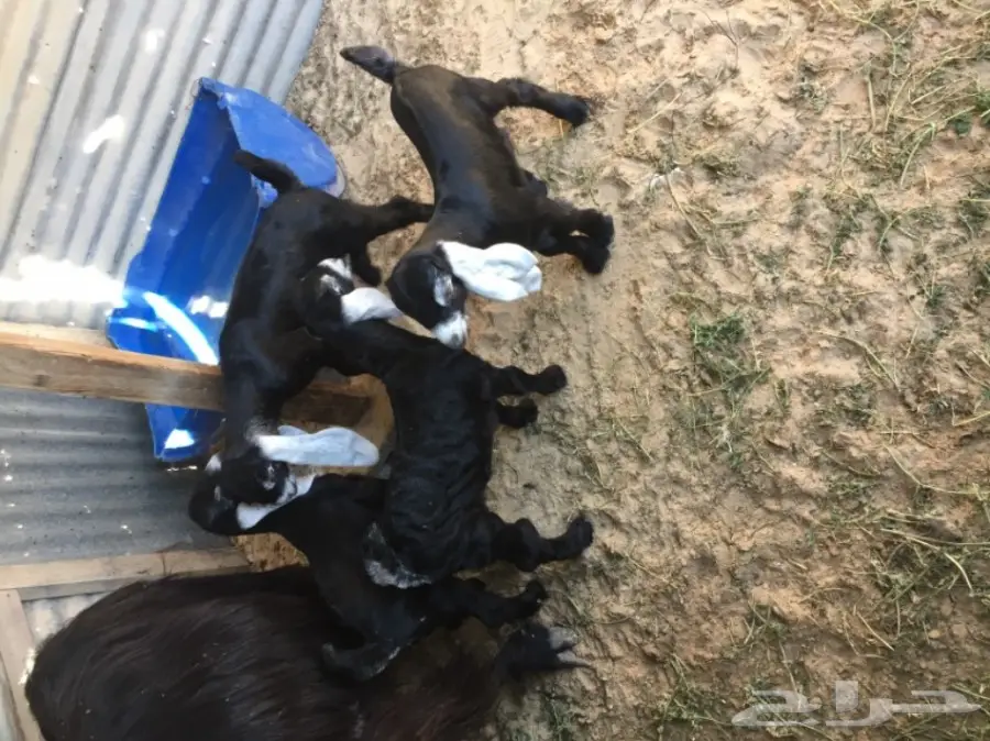 رغايث عوارض  (image 4)