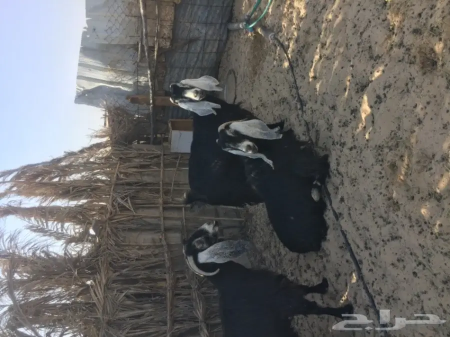 رغايث عوارض  (image 5)