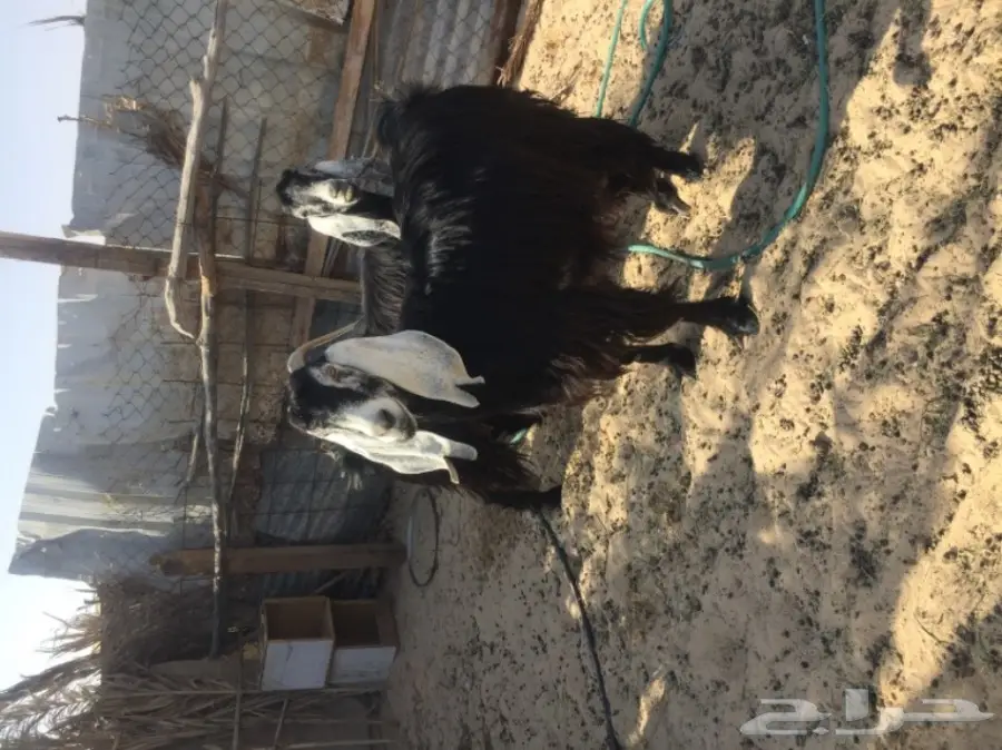 رغايث عوارض  (image 6)