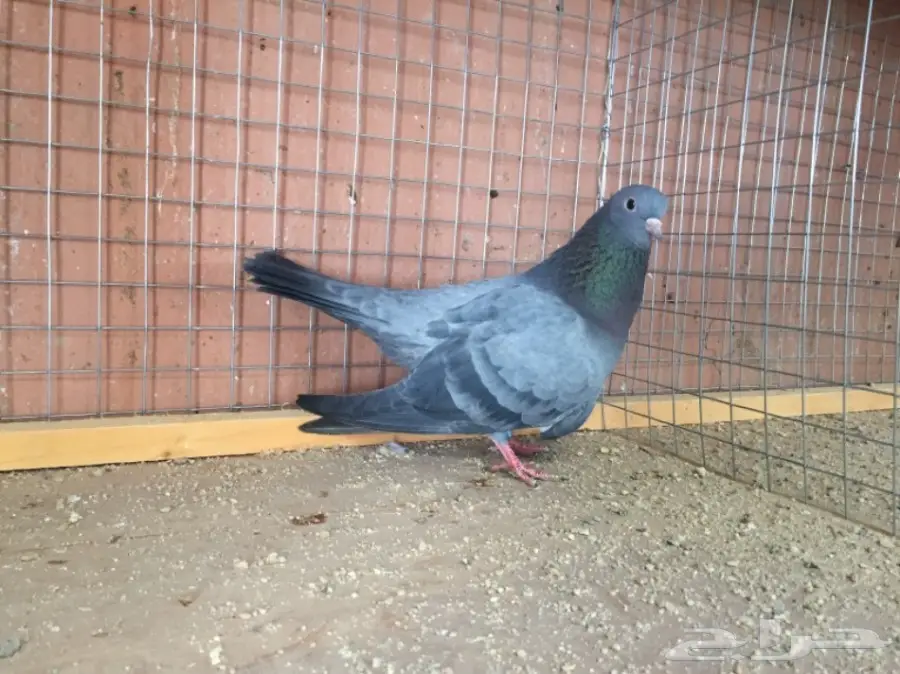 ذكور صنعاوي 