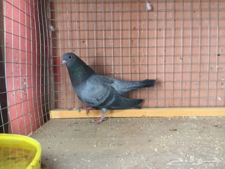 ذكور صنعاوي  (image 1)