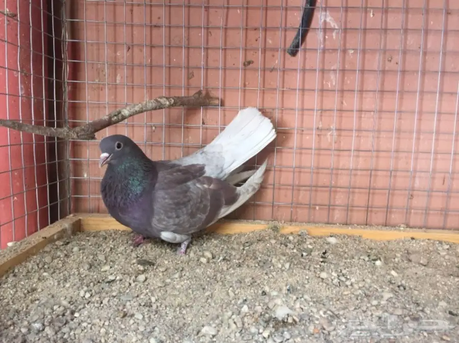 ذكور صنعاوي  (image 2)