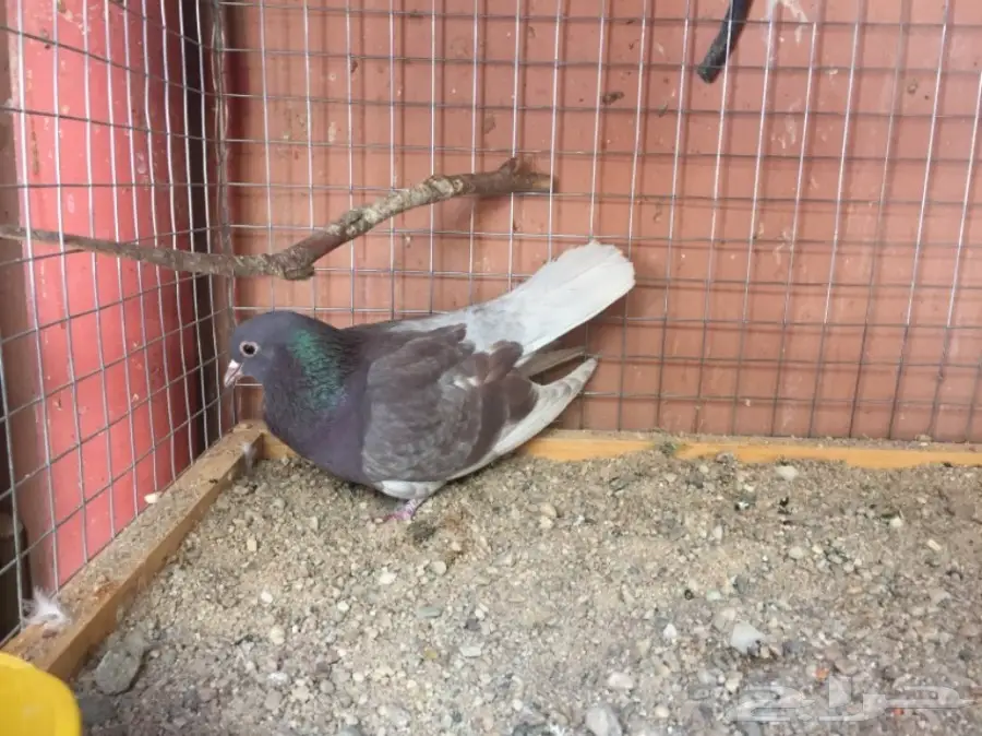 ذكور صنعاوي  (image 3)