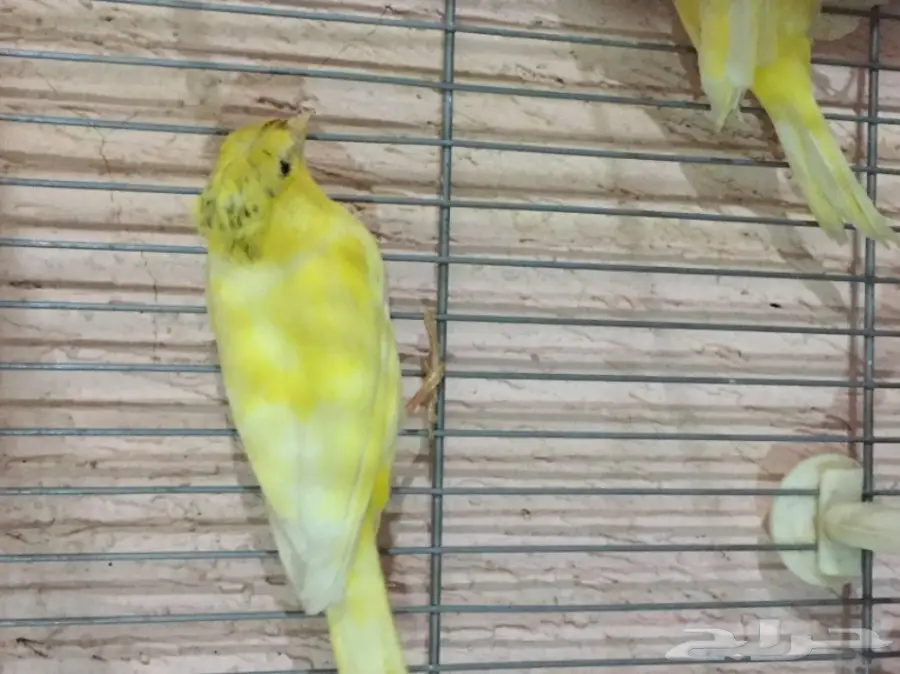 جوز كناري سوري مشروط الجهوزية بإذن لله. (image 5)