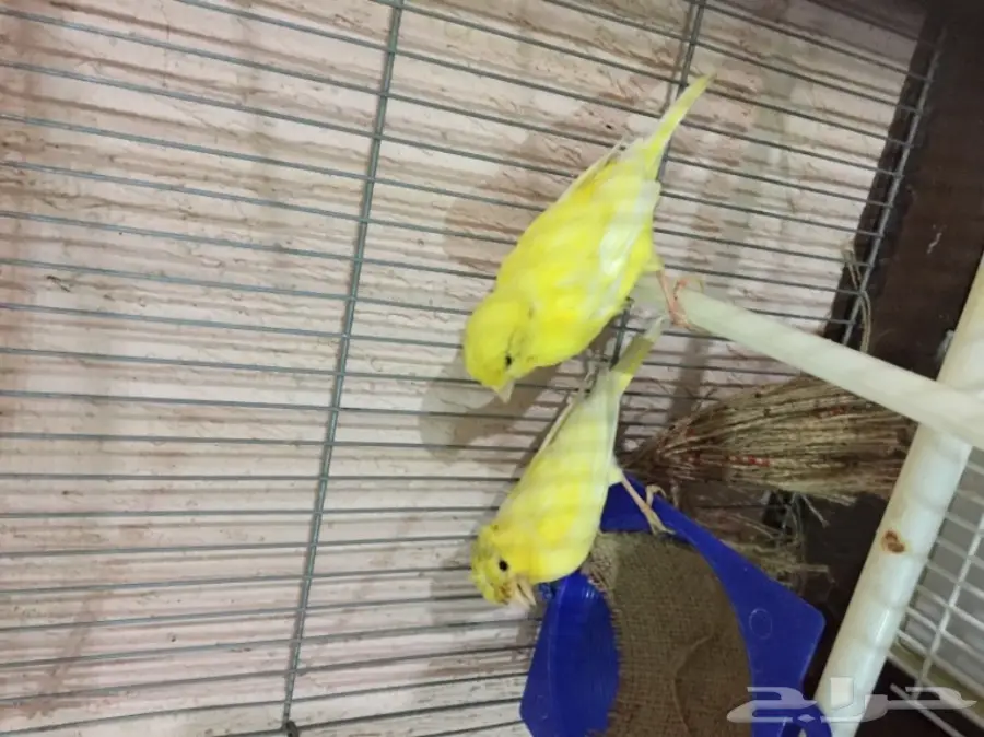 جوز كناري سوري مشروط الجهوزية بإذن لله. (image 6)