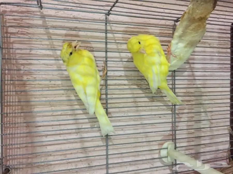 جوز كناري سوري مشروط الجهوزية بإذن لله. (image 7)