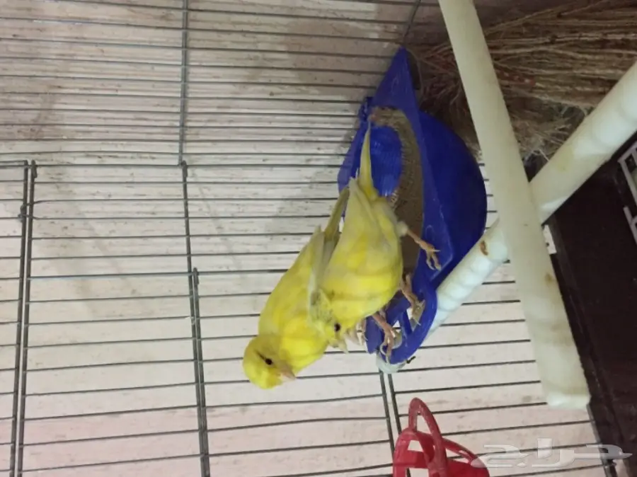 جوز كناري سوري مشروط الجهوزية بإذن لله. (image 9)