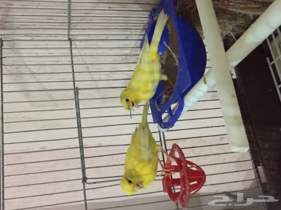 جوز كناري سوري مشروط الجهوزية بإذن لله. (image 10)