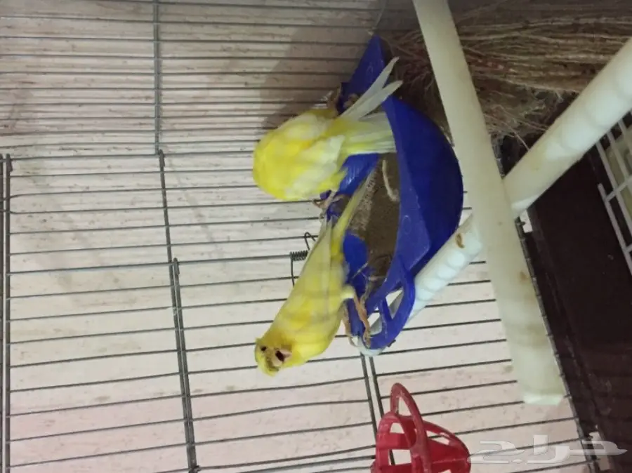 جوز كناري سوري مشروط الجهوزية بإذن لله. (image 11)