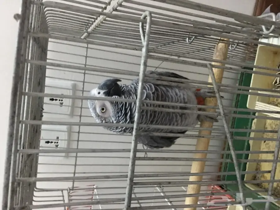 للبيع كاسكو هولندي