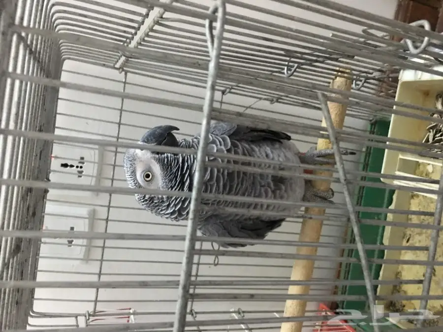 للبيع كاسكو هولندي (image 1)