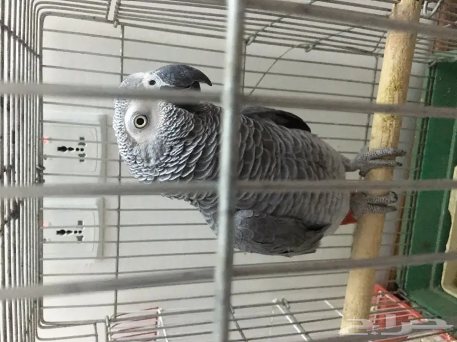 للبيع كاسكو هولندي (image 2)