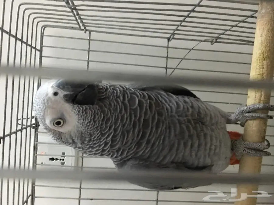 للبيع كاسكو هولندي (image 3)