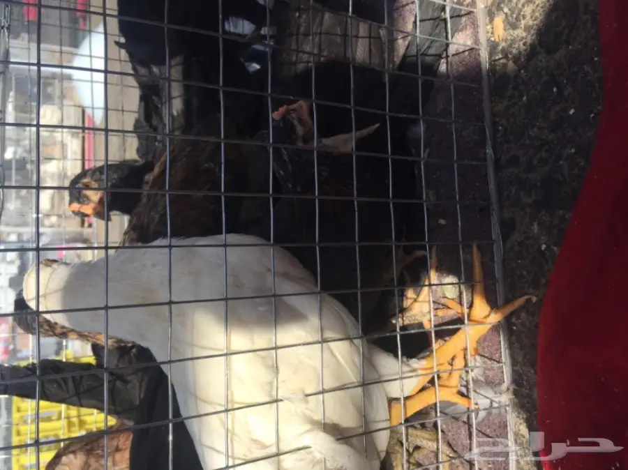 صيصان دجاج  عمر شهرين 