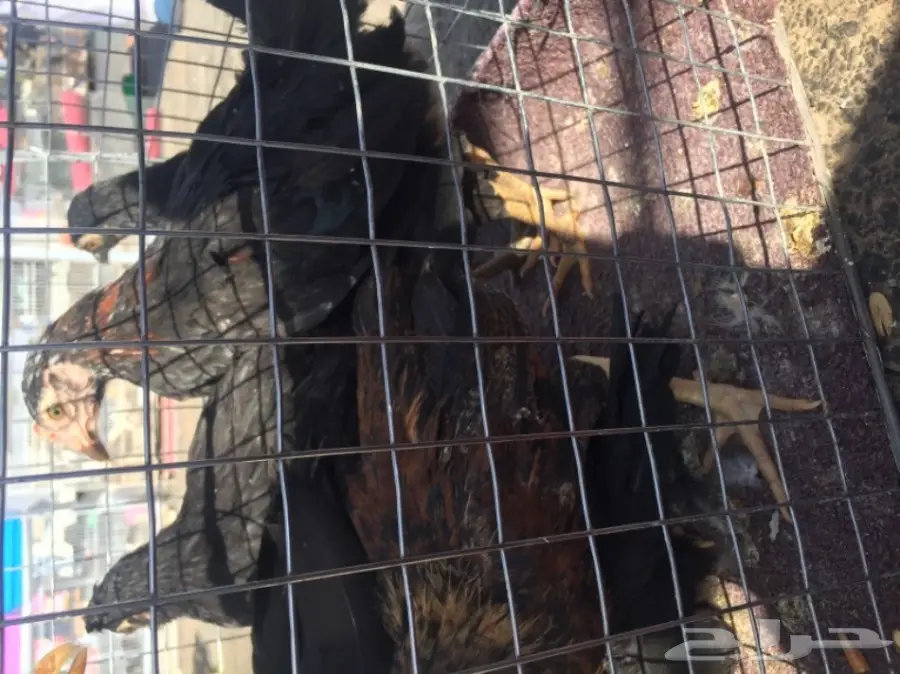 صيصان دجاج  عمر شهرين  (image 1)