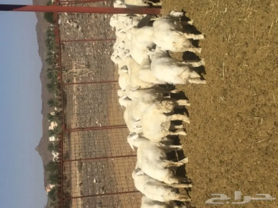 طليان حريه للبيع