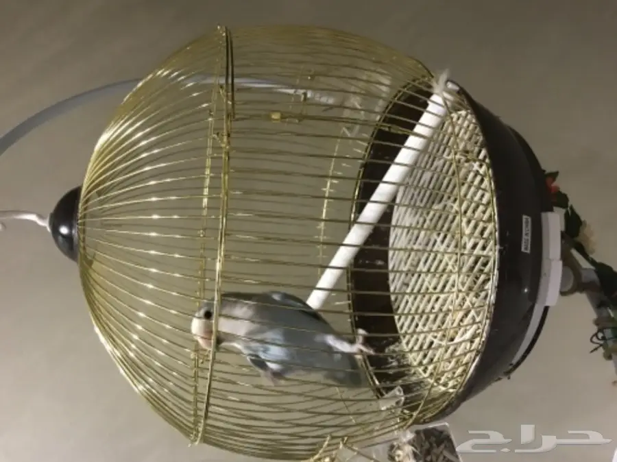 طير روز هدد 