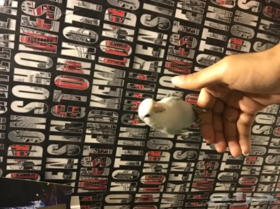 طير روز هدد  (image 1)