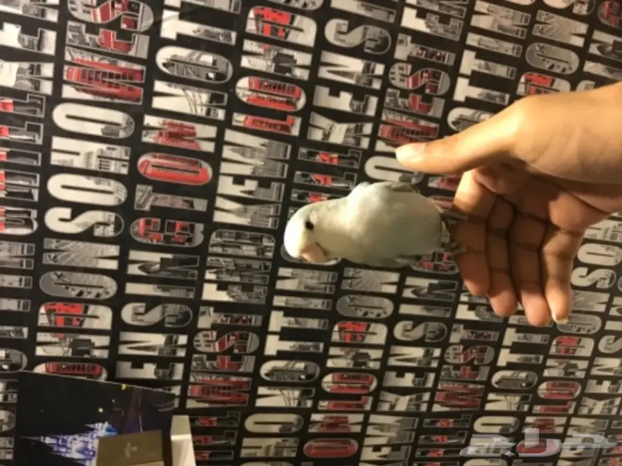 طير روز هدد  (image 2)