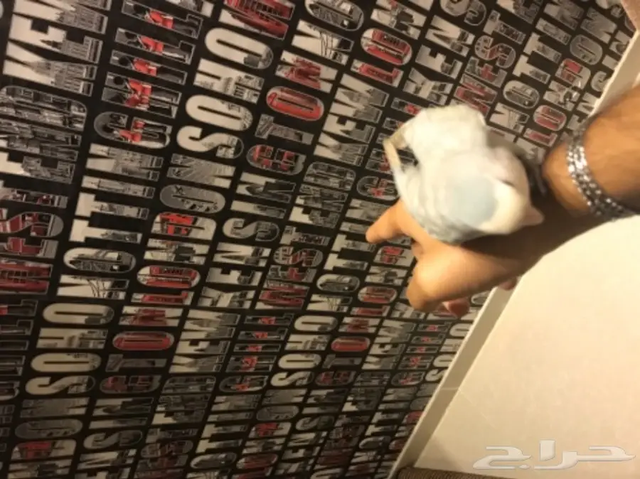 طير روز هدد  (image 4)