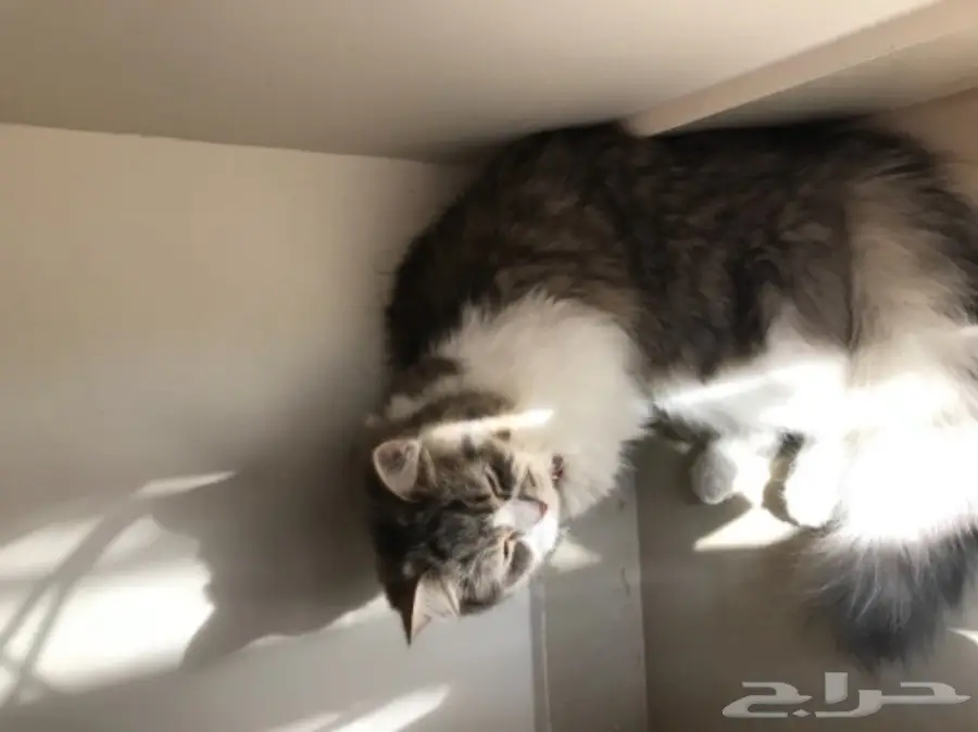 للبيع قطط ذكر و انثى في الجبيل .