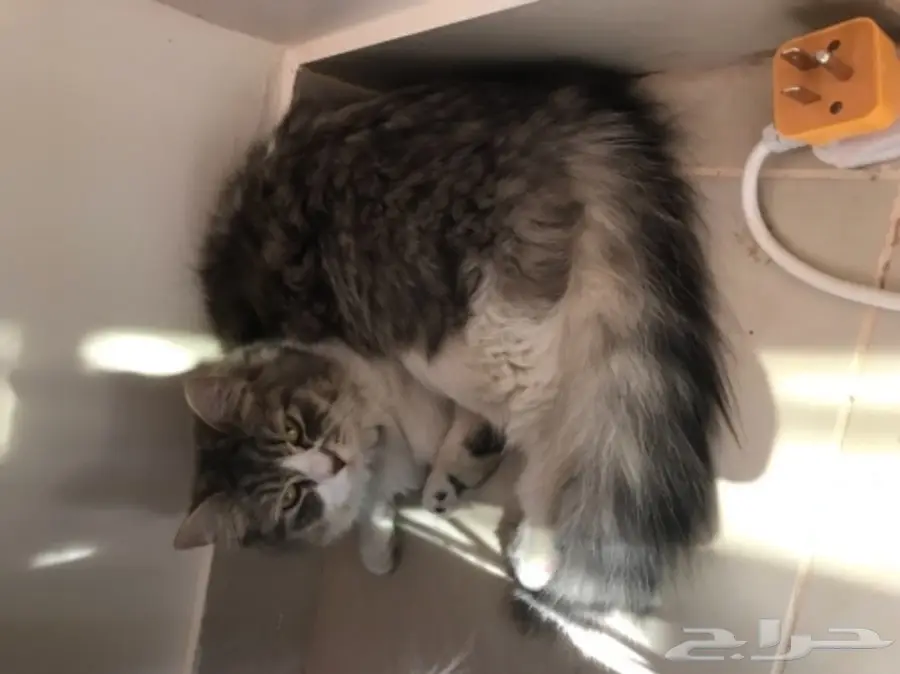 للبيع قطط ذكر و انثى في الجبيل . (image 1)