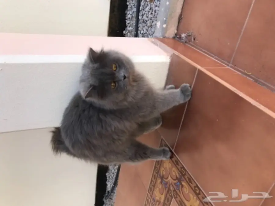 للبيع قطط ذكر و انثى في الجبيل . (image 2)